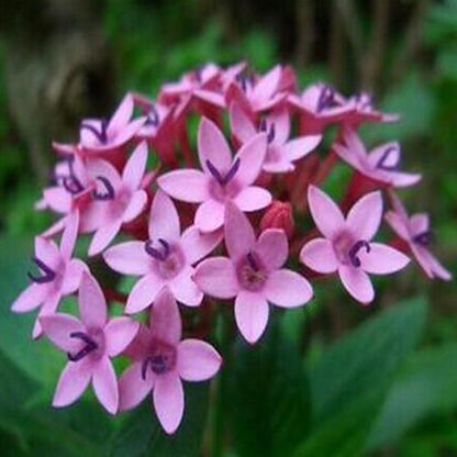 Pentas Lanceolata Flower Seeds