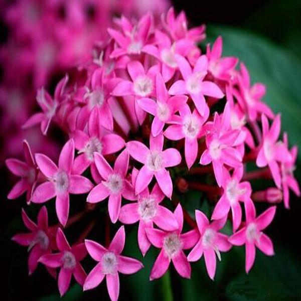 Pentas Lanceolata Flower Seeds