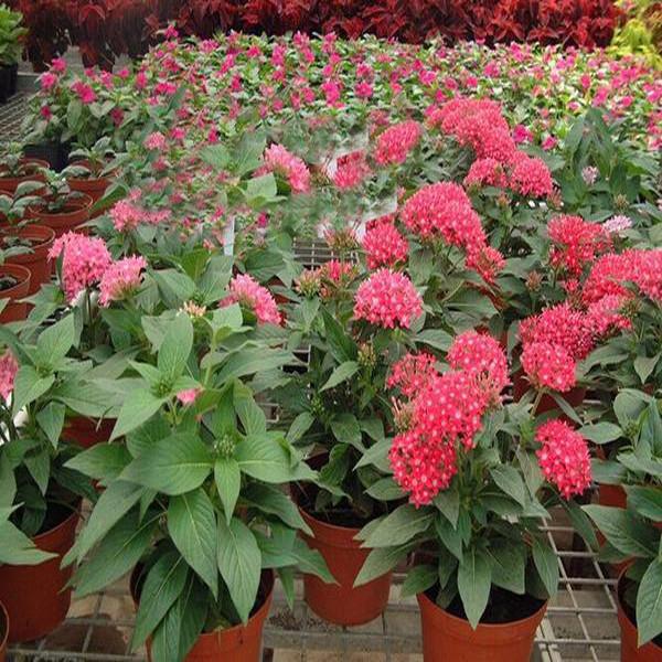 Pentas Lanceolata Flower Seeds