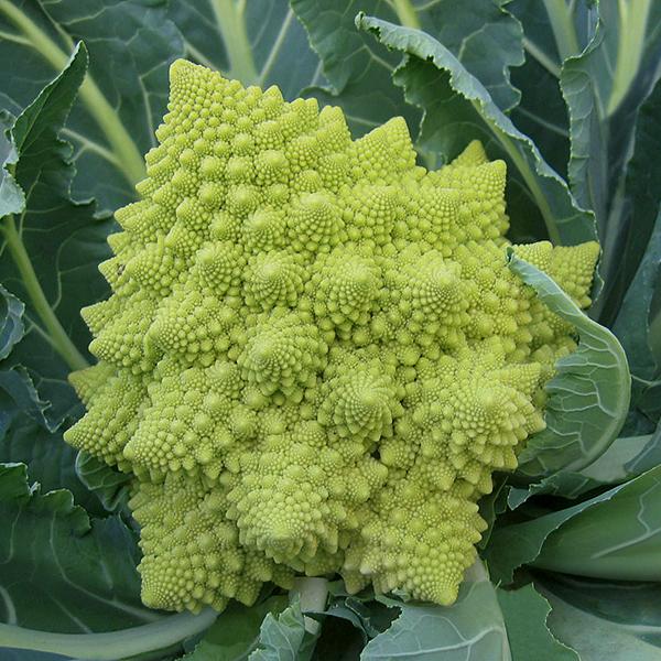 Green Snowy Cauliflower Seeds