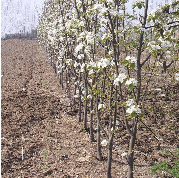 Potted Yellow Gold Pear Seeds