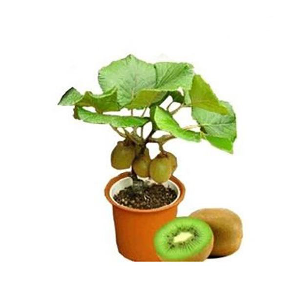 Kiwi Fruit Plotted Plant Seeds