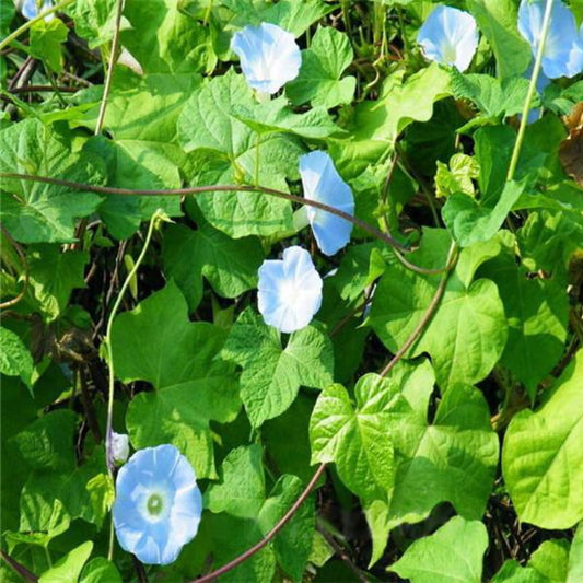 Baby Blue Ipomoea Morning Glory Seeds