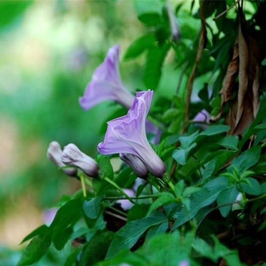 Purple Ipomoea Morning Glory Seeds