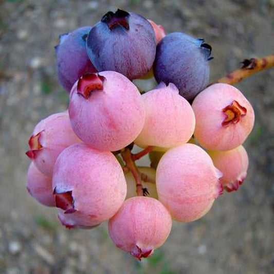 White Blueberry Seeds