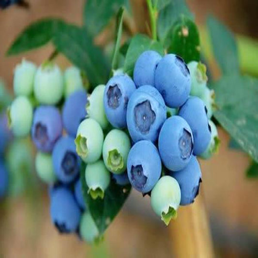 Clear Blueberry Seeds