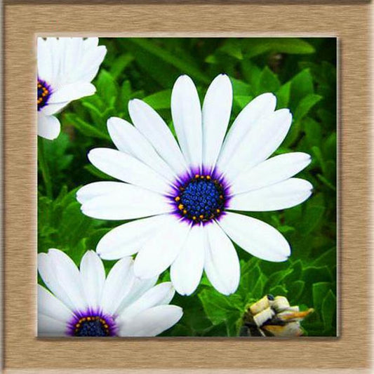 White Daisy Flower Seeds