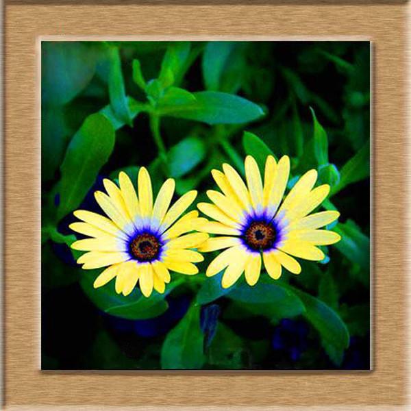 Yellow Daisy Flower Seeds