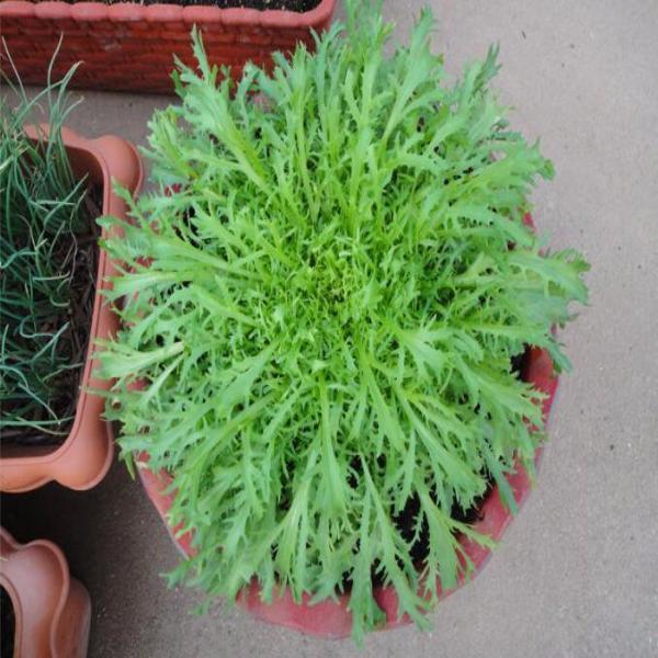 Cichorium Endivia Seeds