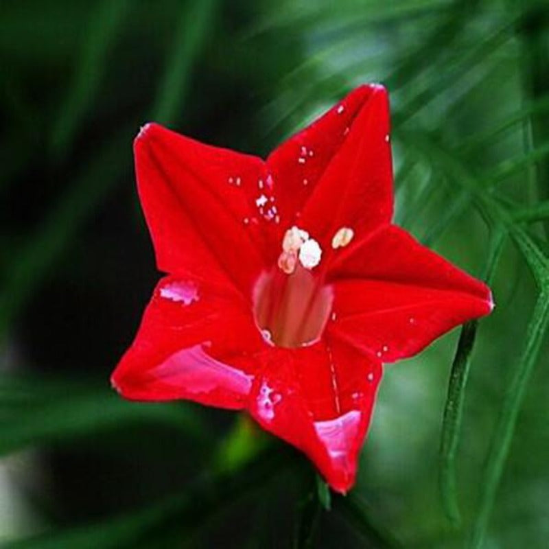 Cypress Vine Flower