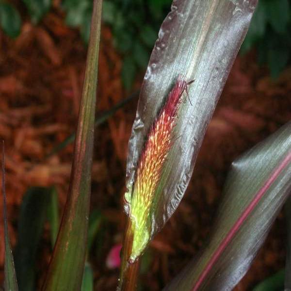 Ornamental Grass Flower Seeds