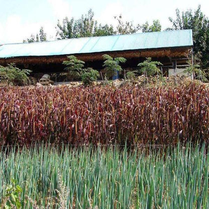 Ornamental Grass Flower Seeds
