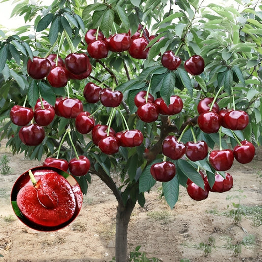 Rainier Cherry Fruit Seeds