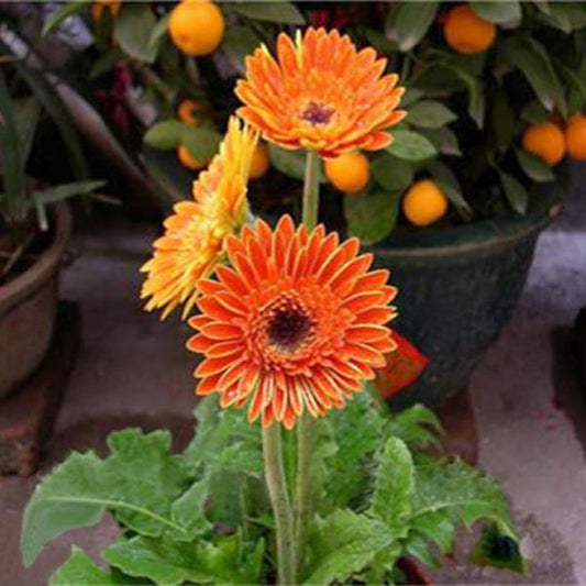 Orange Rare Gerbera Seeds