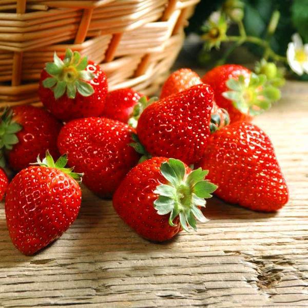 Red Climbing Strawberry Seeds