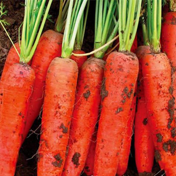 Red Carrot (100 Seeds)