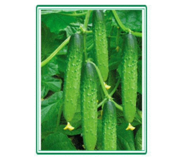 Dry Cucumber Seeds