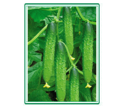 Dry Cucumber Seeds
