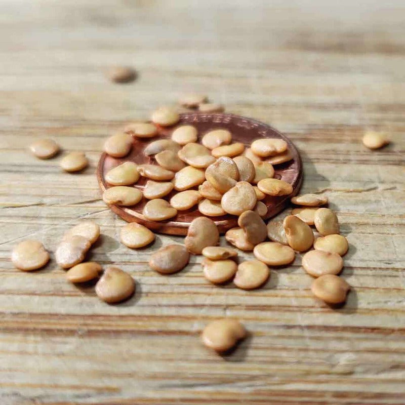 Fast Round Eggplant Seeds