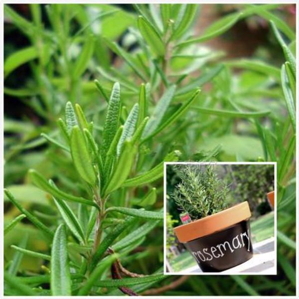 Rosemary (5 Seeds)