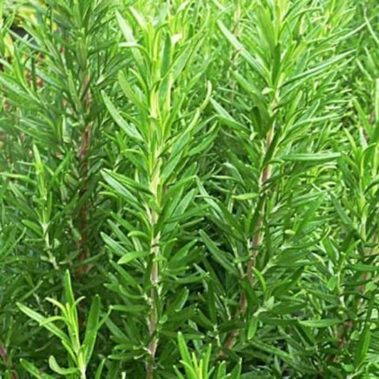 Rosemary (5 Seeds)