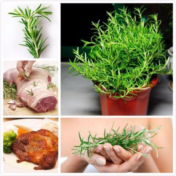 Rosemary (5 Seeds)