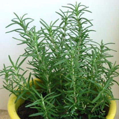 Rosemary (5 Seeds)