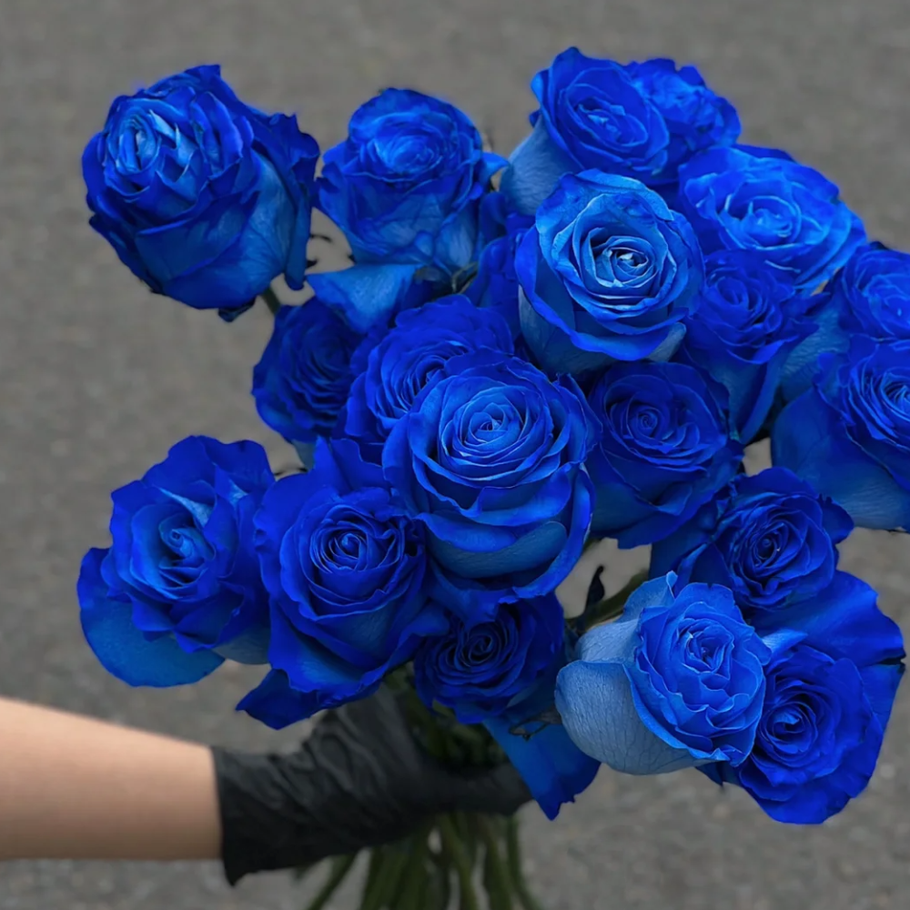 Blue Enchantress Mix Blue Rose Seeds