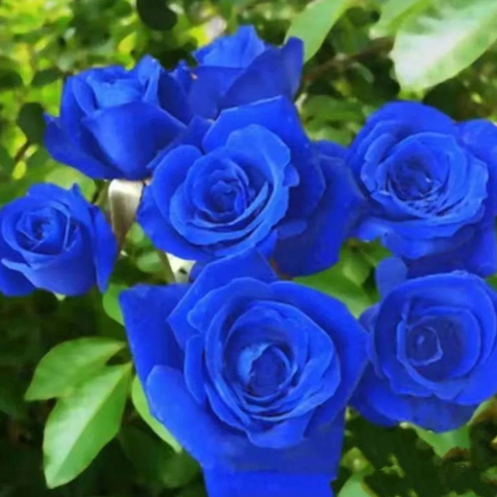 Blue Enchantress Mix Blue Rose Seeds