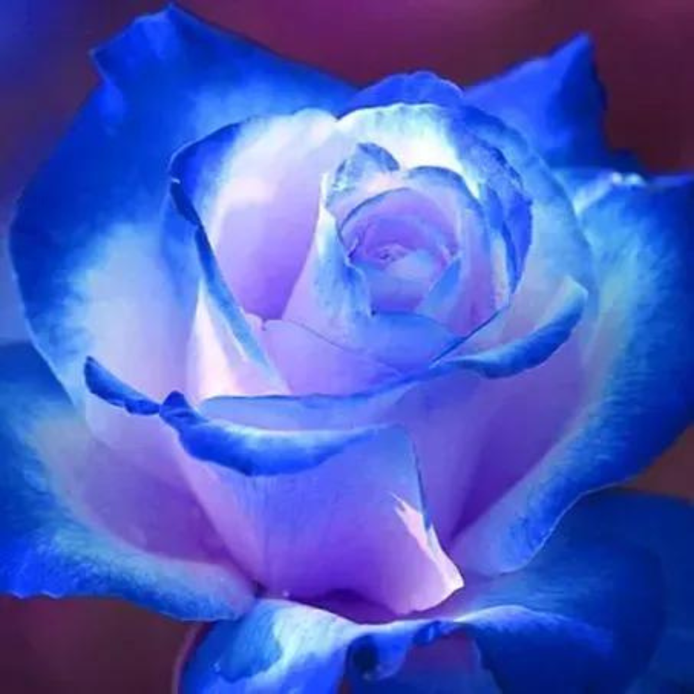 Blue Enchantress Mix Blue Rose Seeds