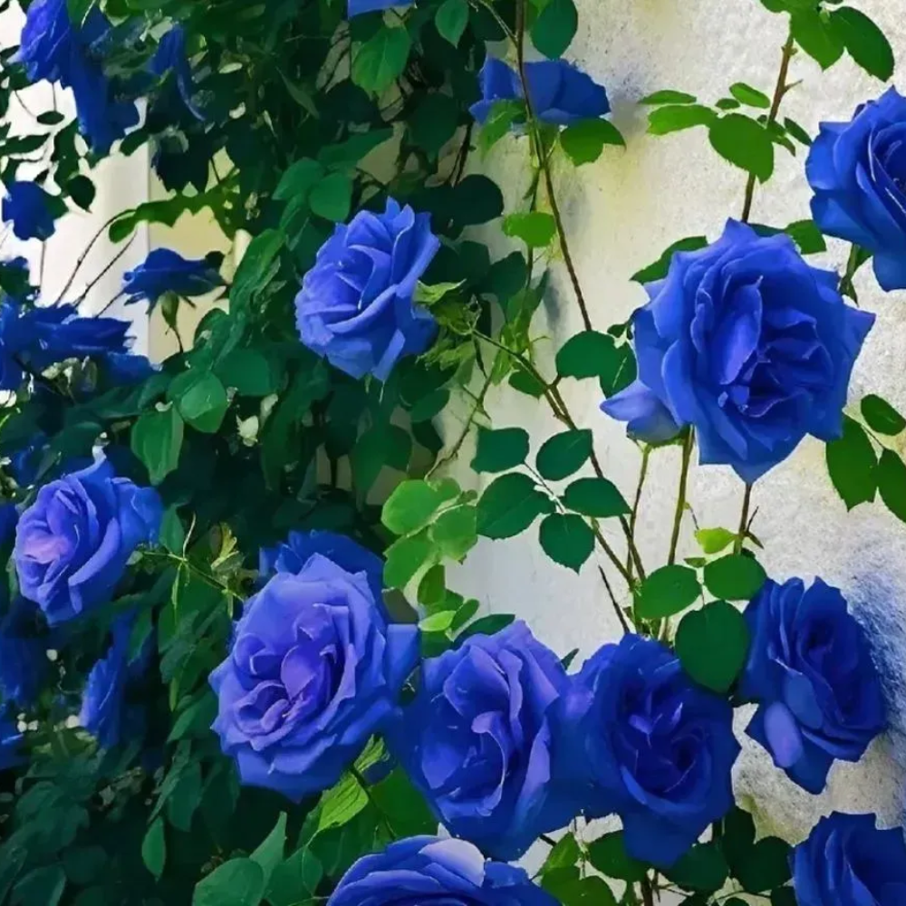 Blue Enchantress Mix Blue Rose Seeds