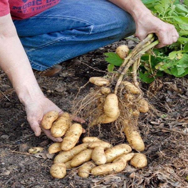 Russian Banana Potato Seeds