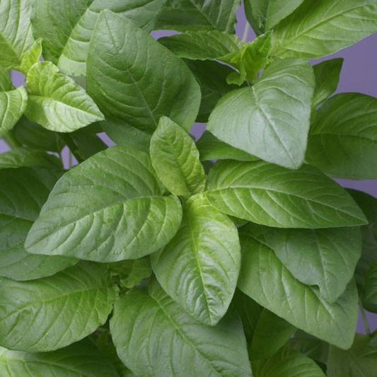 White Round Leaf Amaranth Seeds