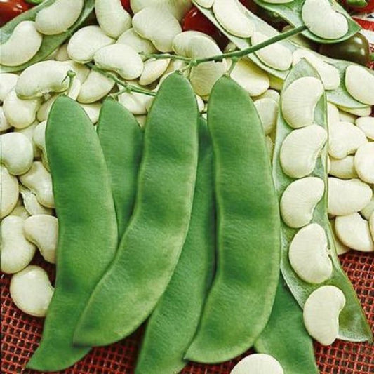 Green Eyebrow Beans Seeds