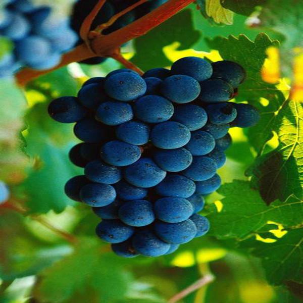 Organic Blue Grape Seeds