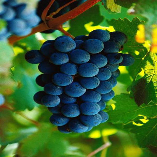 Organic Blue Grape Seeds