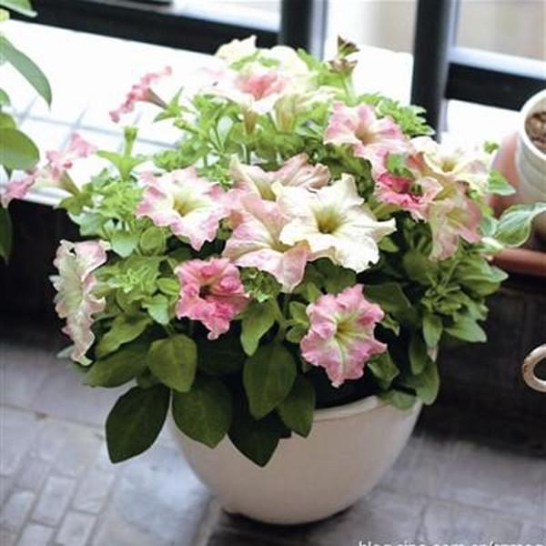 White Pink Scarce Rare Phantom Petunia Flower Seeds