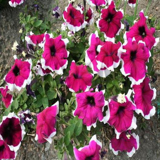 Fuchsia Scarce Rare Phantom Petunia Flower Seeds