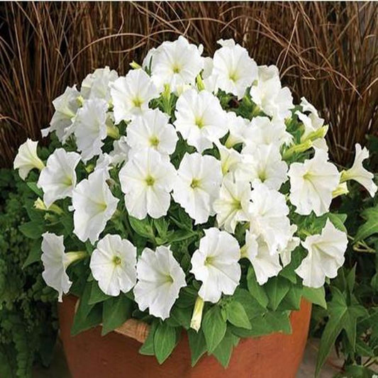 White Scarce Rare Phantom Petunia Flower Seeds