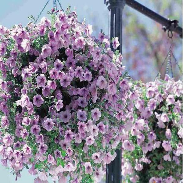 Pink Purple Scarce Rare Phantom Petunia Flower Seeds