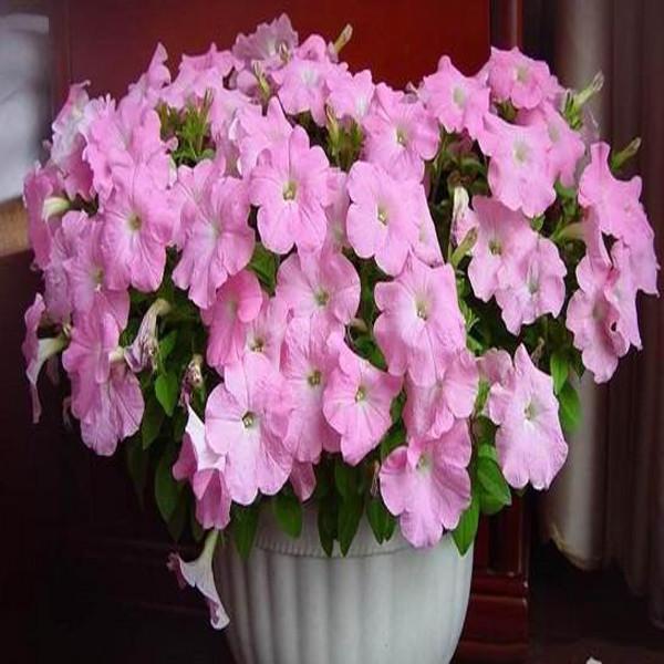 Light Pink Scarce Rare Phantom Petunia Flower Seeds