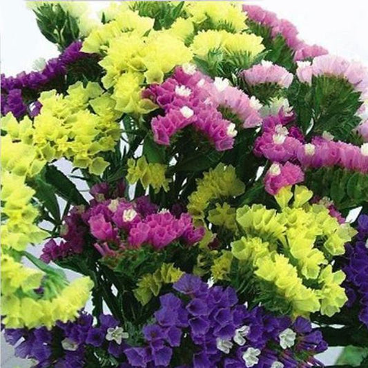 Limonium Sinuatum Seeds