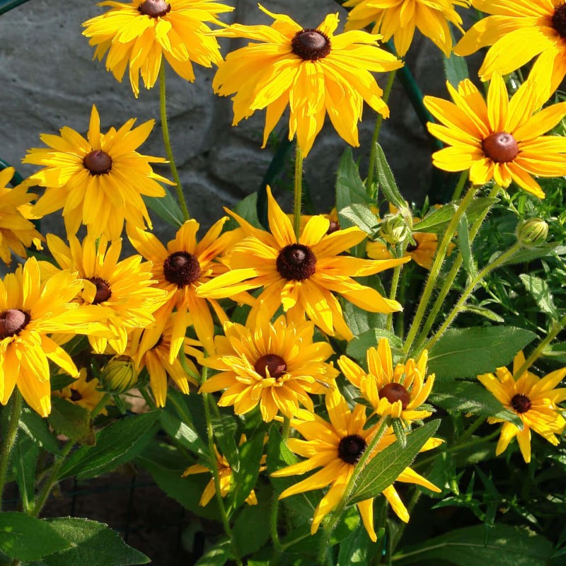 Black Eyed Susan Seeds