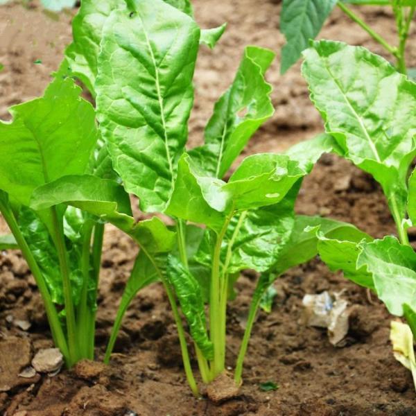 Swiss Chard Seeds