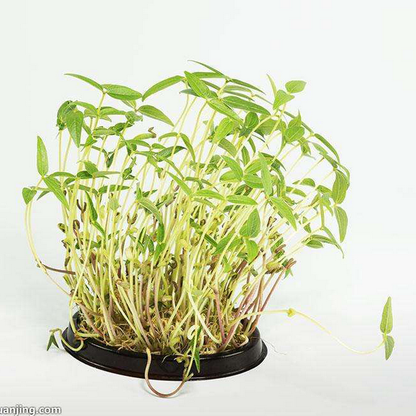 Green Bean Sprout Seeds