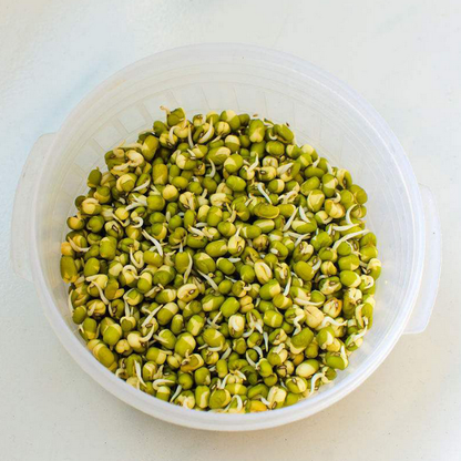 Green Bean Sprout Seeds