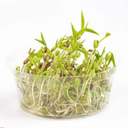 Green Bean Sprout Seeds