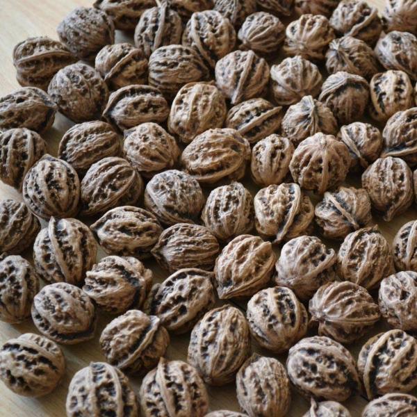 Pecan Walnut Tree Seed