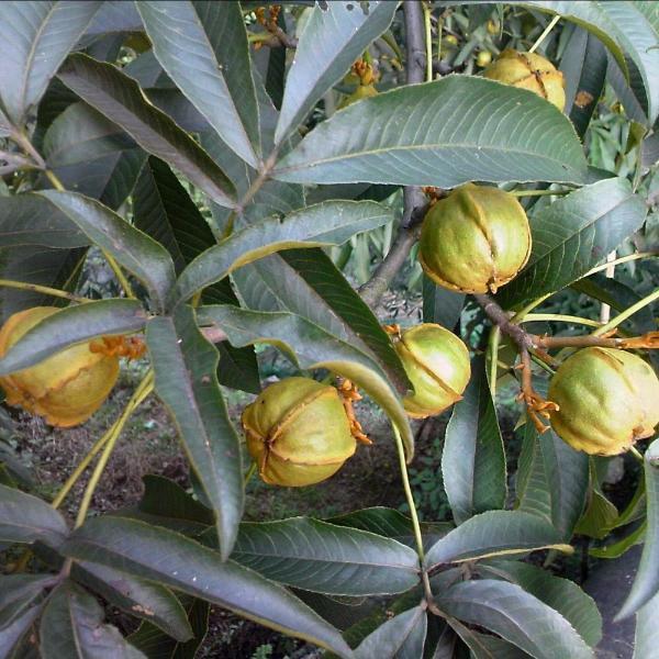 Pecan Walnut Tree Seed