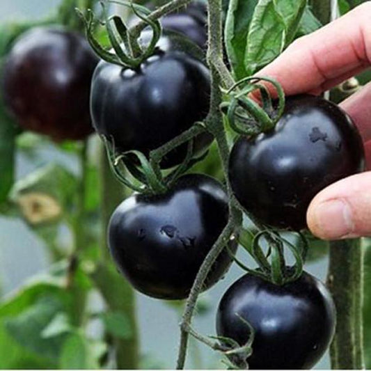 Tomato Seeds (100pcs/pack)